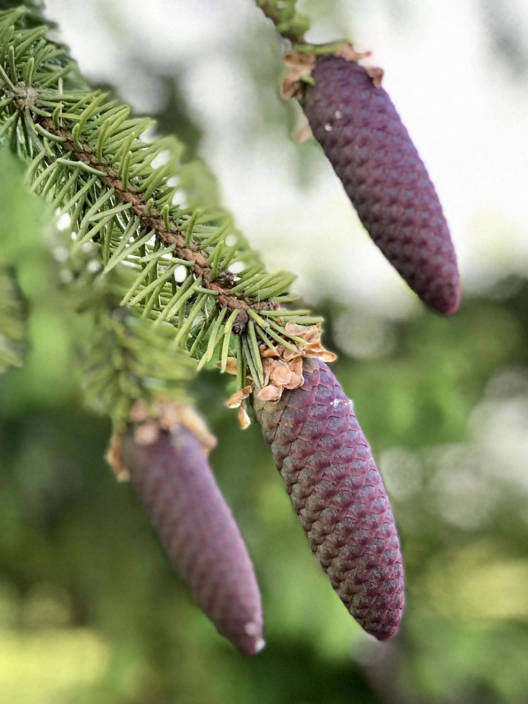 Sugar Pine Cones