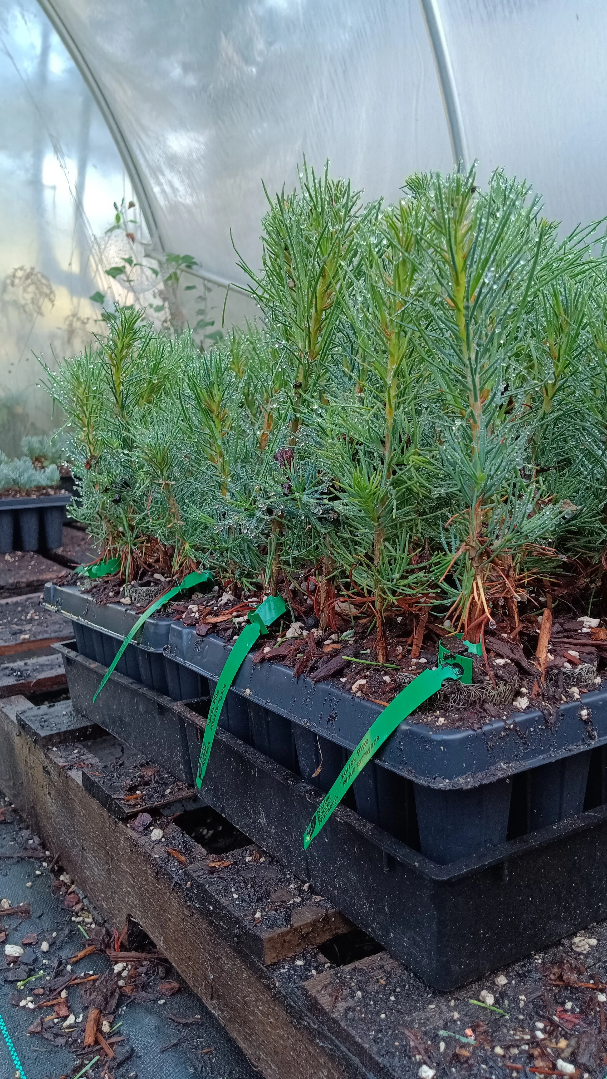 Torrey Pine Plugs - Native Foods Nursery