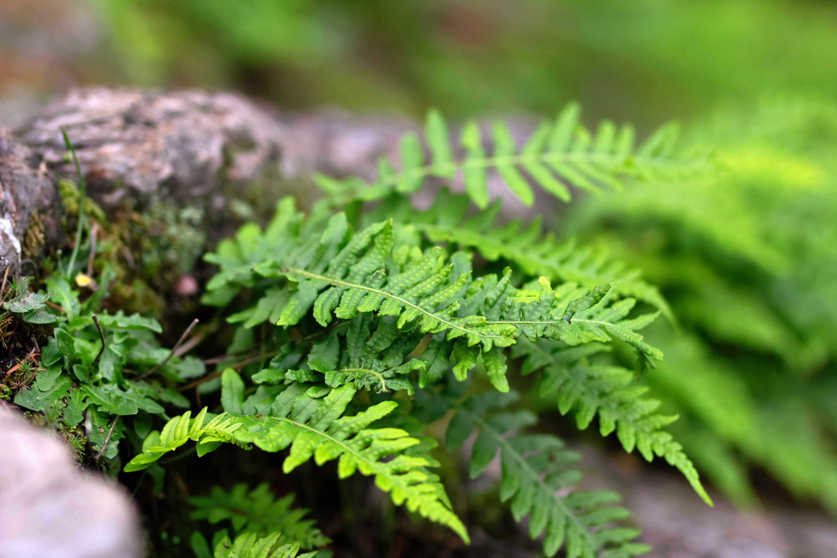 ID <a href="https://www.dreamstime.com/licorice-fern-bright-green-leaves-grows-rainforest-lush-foliage-polypodium-glycyrrhiza-growing-decaying-stump-image457209793">457209793</a> @ <a href="https://www.dreamstime.com/arichardwildnorthphotography_info">Anna Richard</a> | <a href="https://www.dreamstime.com/">Dreamstime.com</a>