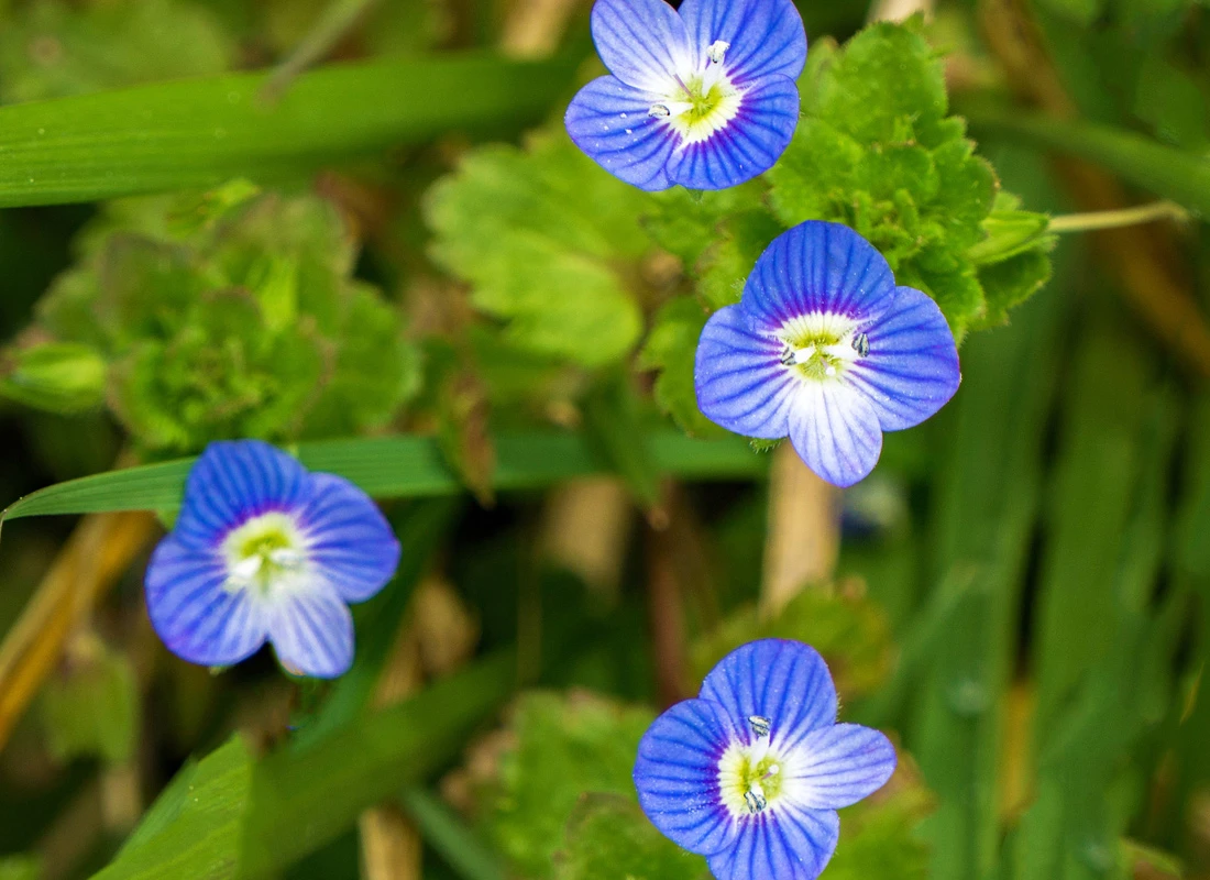 American Speedwell Main Product Image