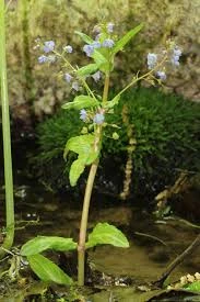 American Speedwell plant