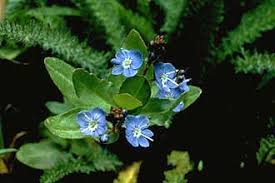 American Speedwell with flowers