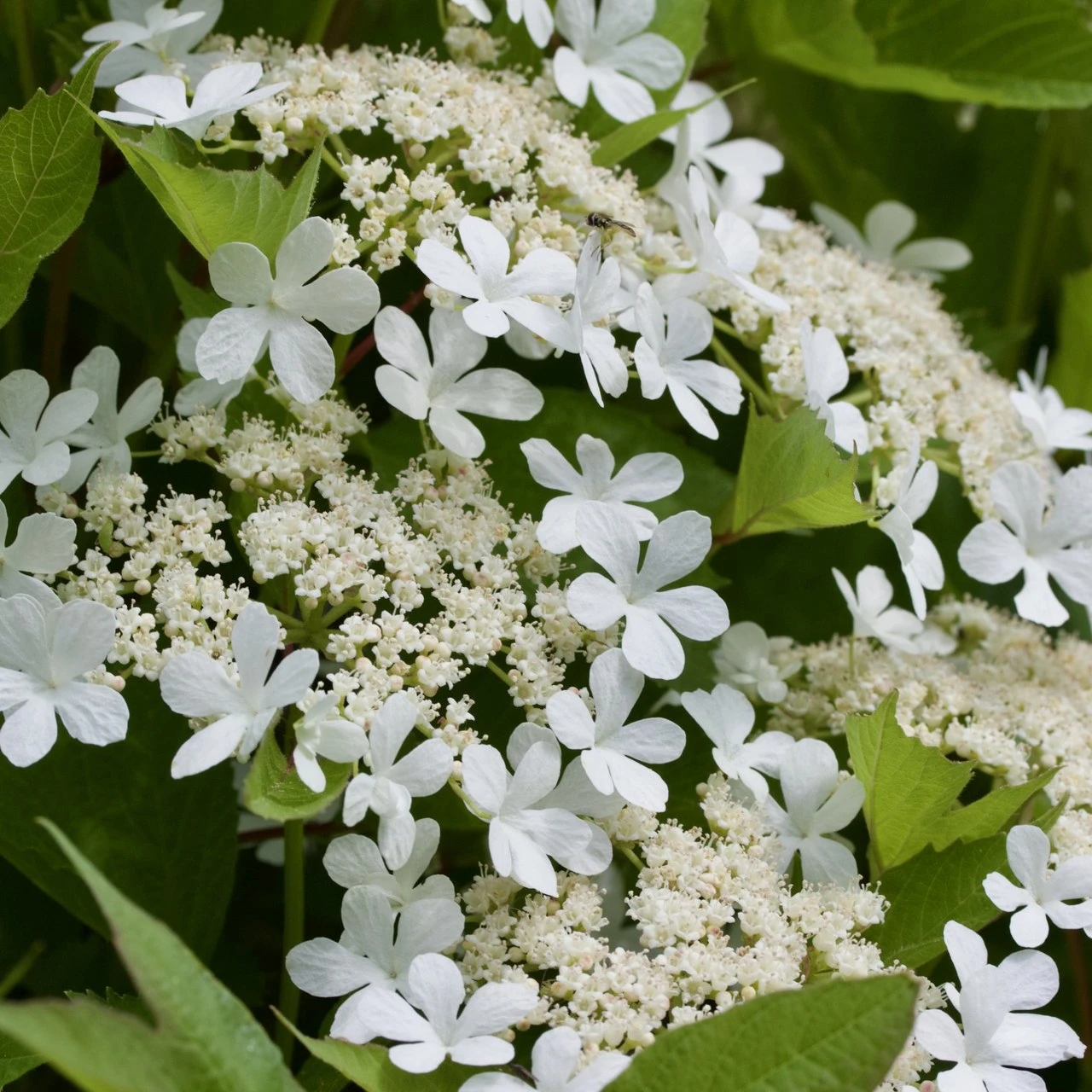 White lacecap flowers of highbush cranberry in spring