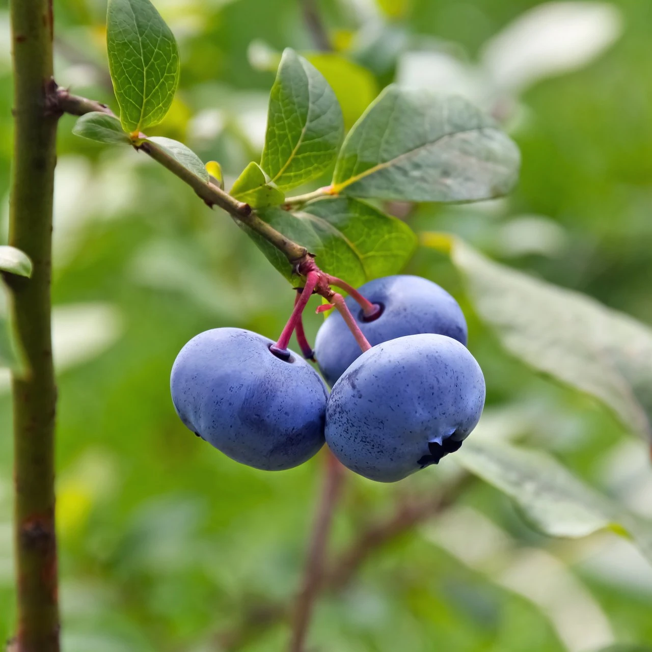 Bog Blueberry berries (Vaccinium uliginosum)