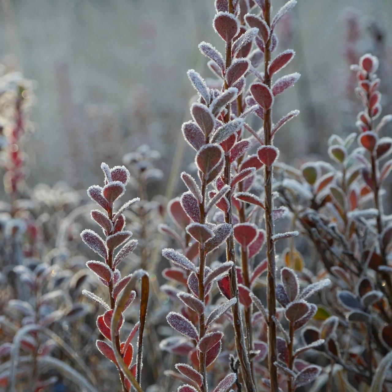 Bog Blueberry with fall frost