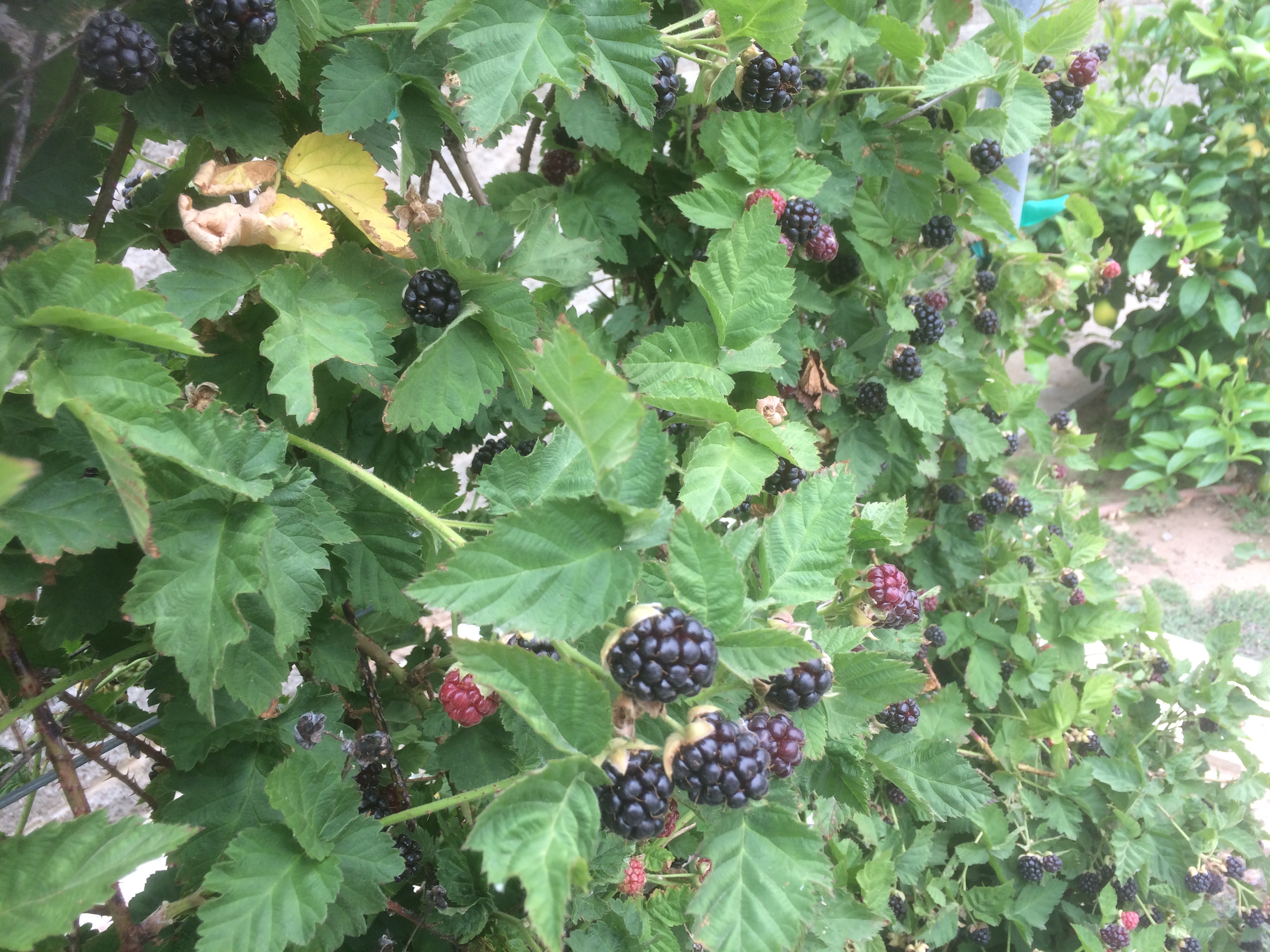 Ripe boysenberries on the vine