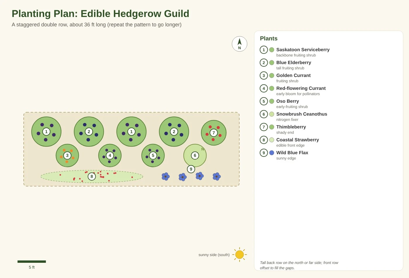 Edible Hedgerow Guild Planting Plan