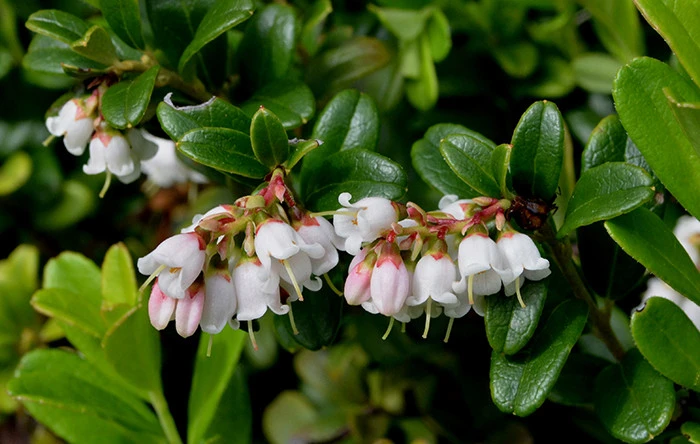 Lingonberry flowers