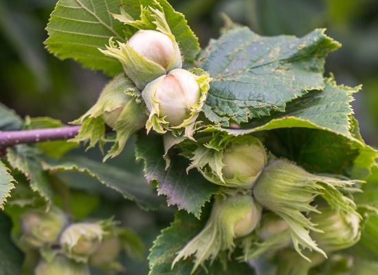 Nut Tree Guild Main Product Image