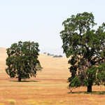 Dryland Garden Guild Thumbnail Image