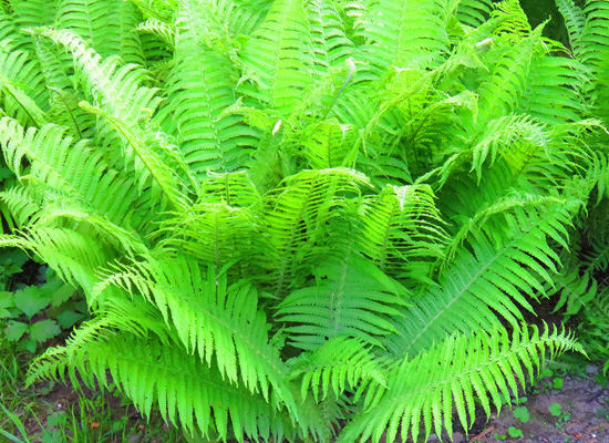 Shade Garden Guild Main Product Image