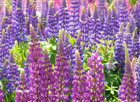 Wildflower Medley Guild Main Product Image