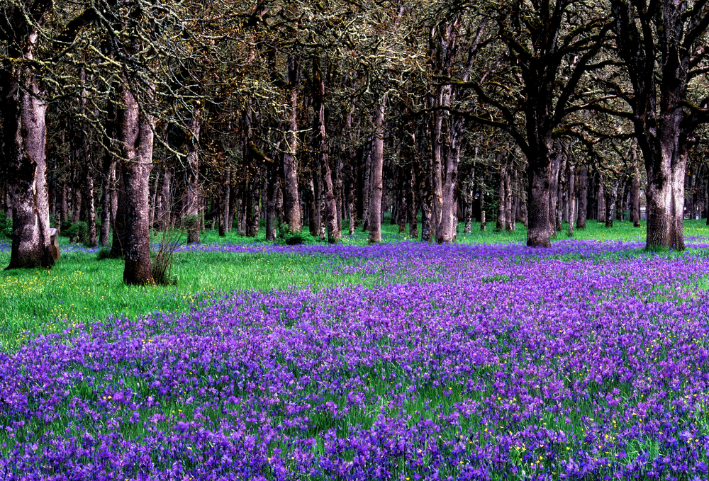 Oak Savanna Guild