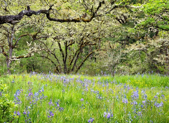 Oak Savanna Guild