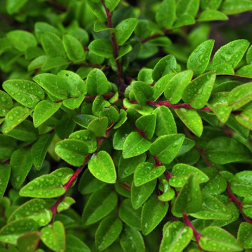 By Frank Price - Evergreen Huckleberry, New River ACEC, https://www.flickr.com/photos/blmoregon/, https://creativecommons.org/licenses/by-sa/2.0/