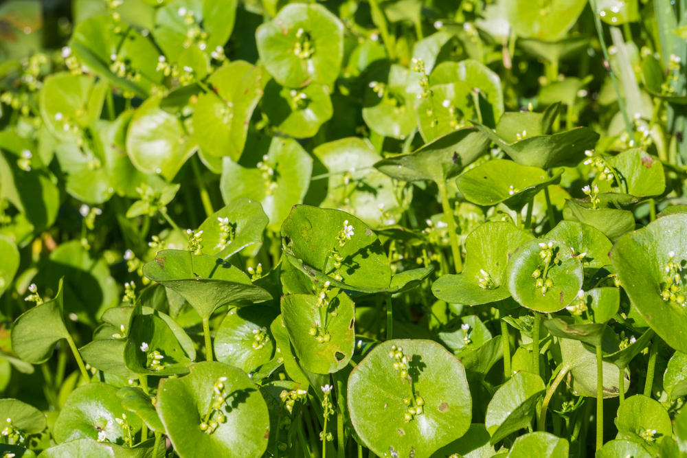 Groundcover Guild