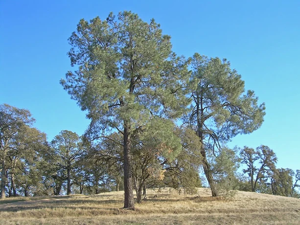 California Foothill Pine trees