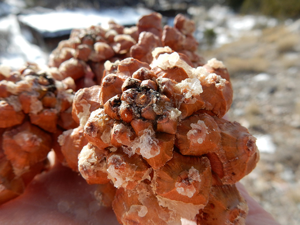 Pinyon Pine nuts.  By Matt Lavin - Pinus edulis, https://www.flickr.com/photos/plant_diversity/, https://creativecommons.org/licenses/by-sa/2.0/