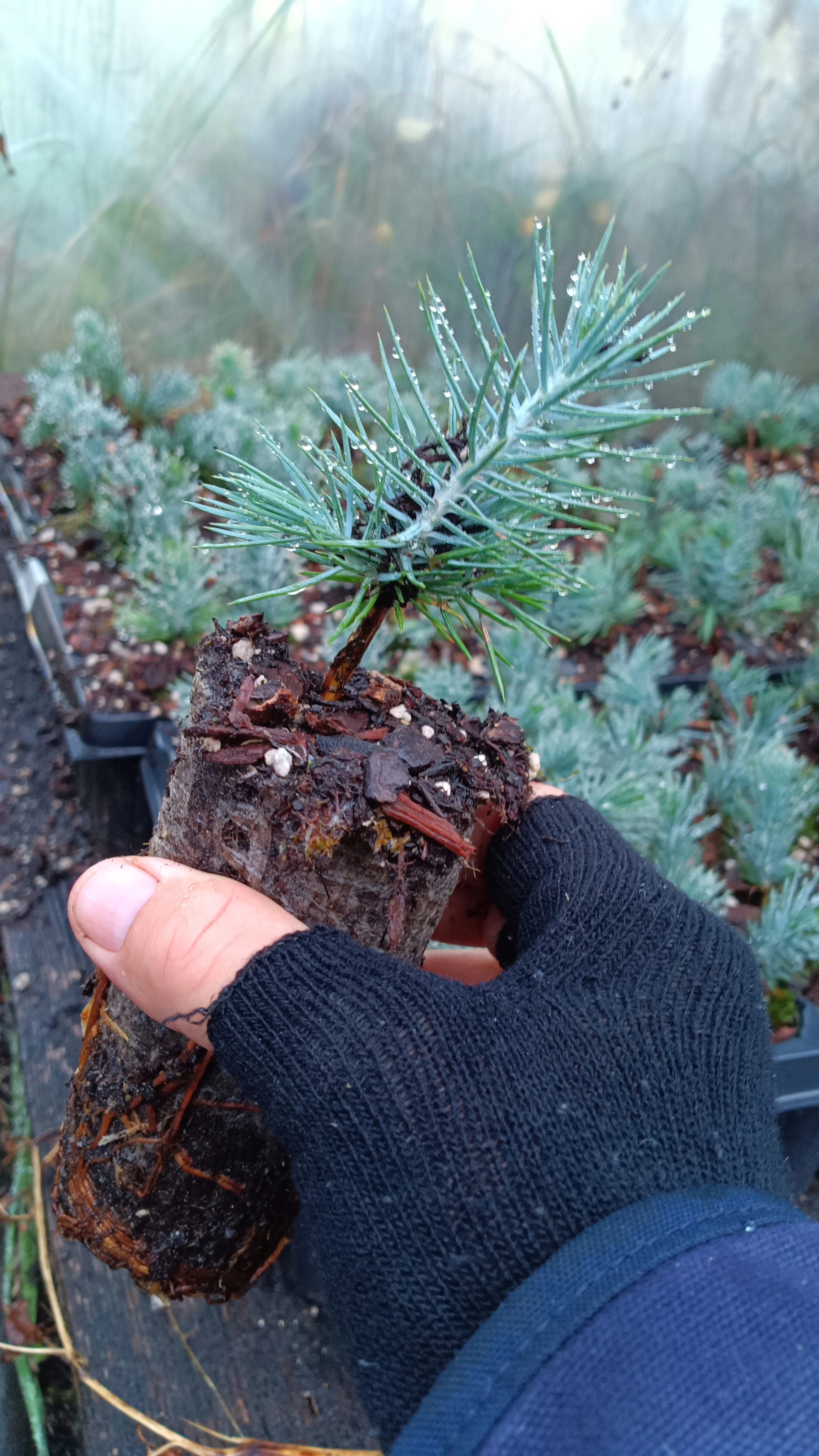 Pinus edulis plug