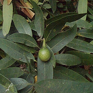 California Bay Laurel (Umbellularia californica)