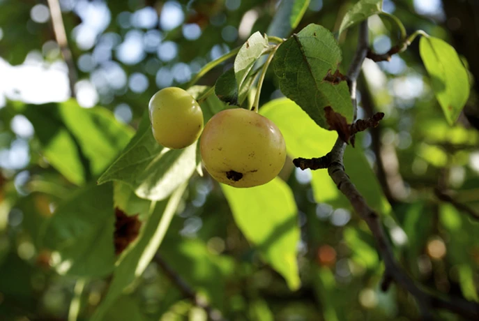 Pacific Crabapple fruit