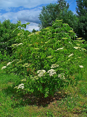 Black Elderberry Bush.  By H. Zell - Own work, CC BY-SA 3.0, https_commons.wikimedia.org_w_index.php_curid=11059001.jpeg