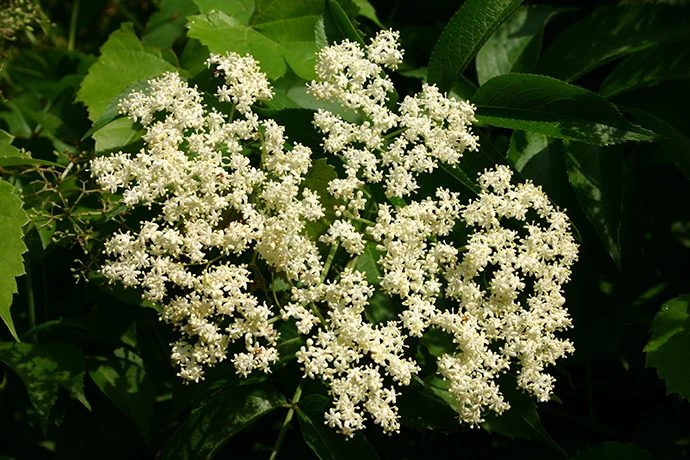 Black Elderberry flowers (photo: SB Johnny, CC BY-SA 3.0)