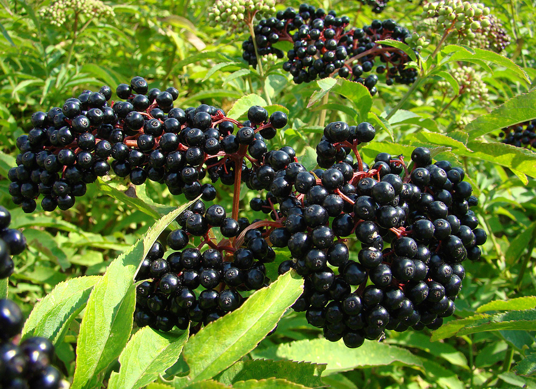 Black Elderberry Main Product Image