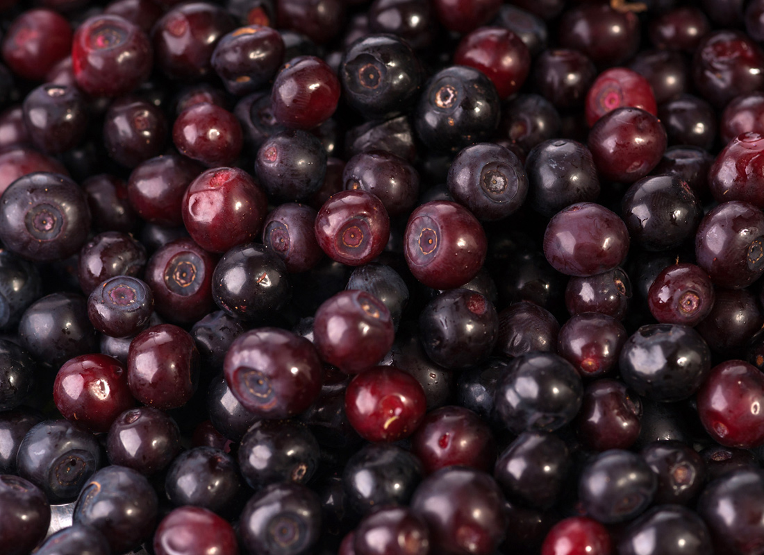 black huckleberry native berry