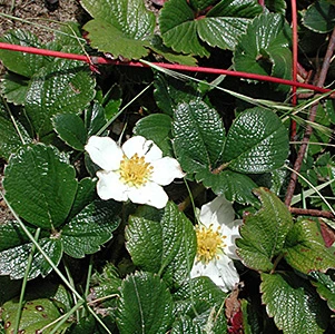 Coastal Strawberry (Fragaria chiloensis)