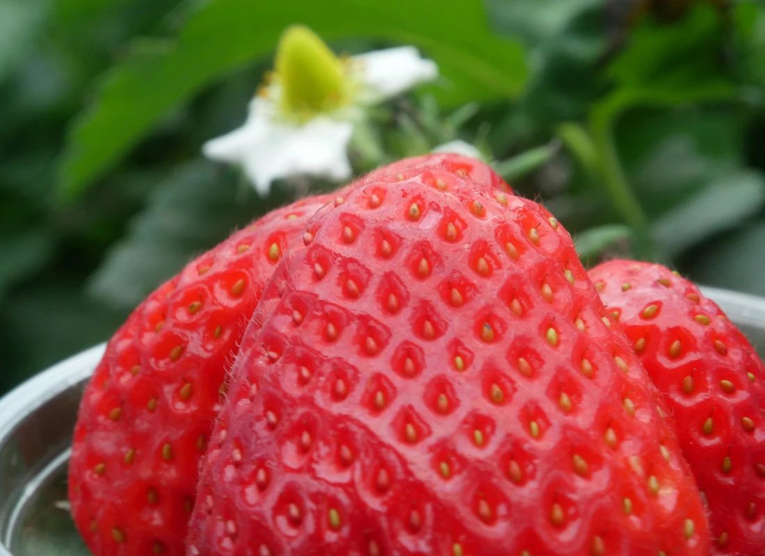 Coastal Strawberry (Fragaria chiloensis)