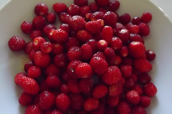 Woodland Strawberry Native Berry Plants For Sale Native Foods Nursery