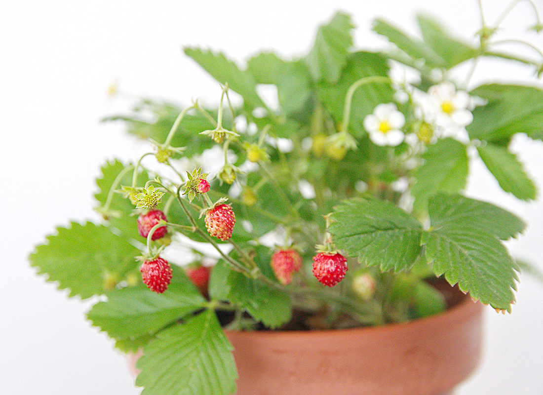 Woodland Strawberry native berry plants for sale Native Foods Nursery