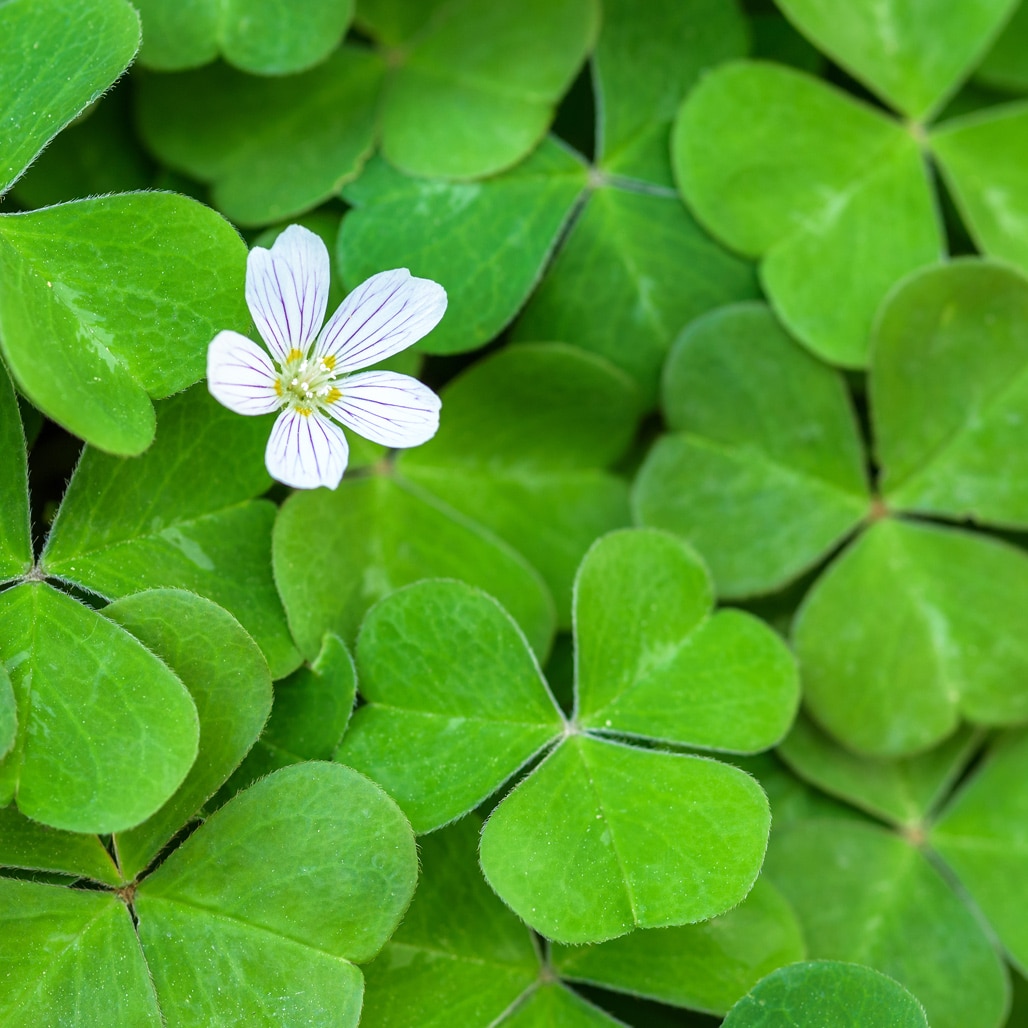 Redwood Sorrel Native Groundcover For Sale Native Foods Nursery