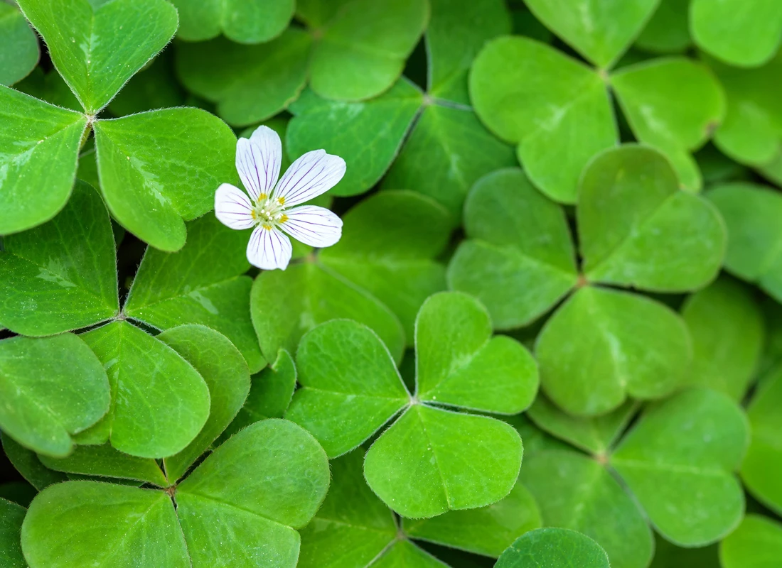 Redwood Sorrel (Oxalis oregana)