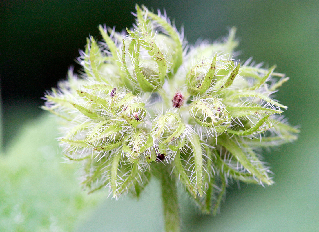 Pacific Waterleaf Main Product Image