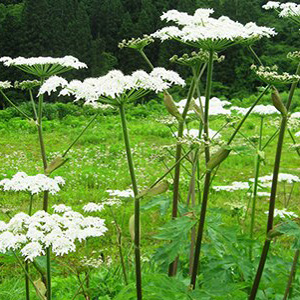 Cow Parsnip (Heracleum maximum/lanatum)