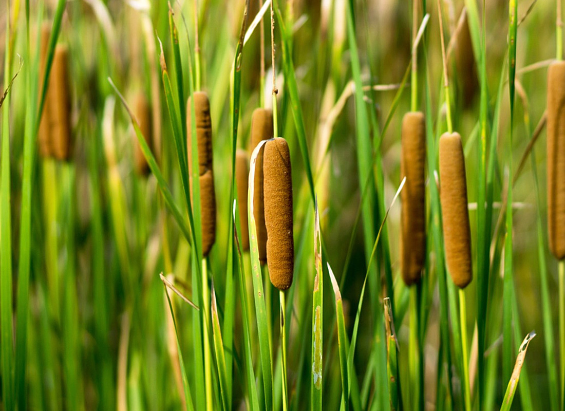 Cattail Main Product Image