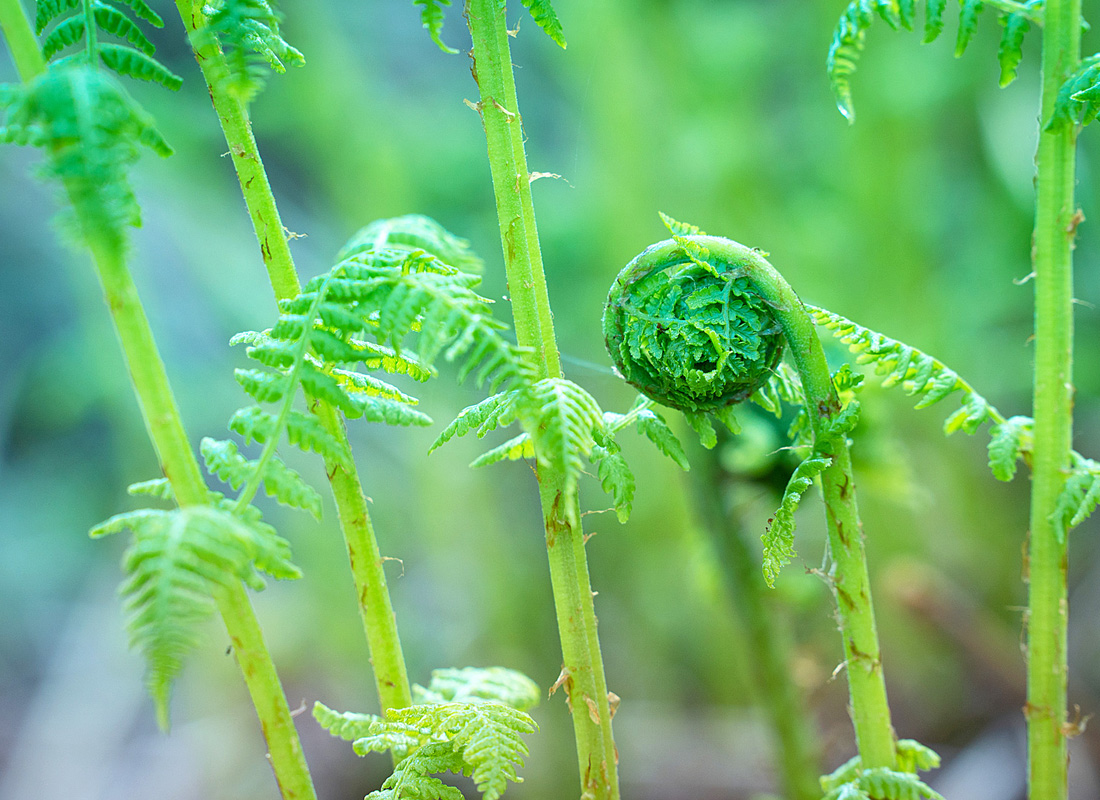 Fiddlehead Fern Main Product Image