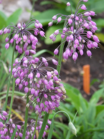 Wallpaper Nodding Onion Native Wildflowers For Sale Native Foods Nursery Free