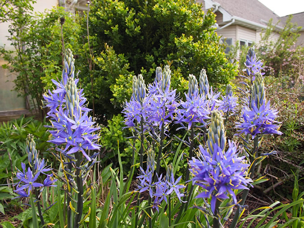 Great Camas bush.  By F. D. Richards - Camassia 2012, https://www.flickr.com/photos/50697352@N00/, https://creativecommons.org/licenses/by-sa/2.0/