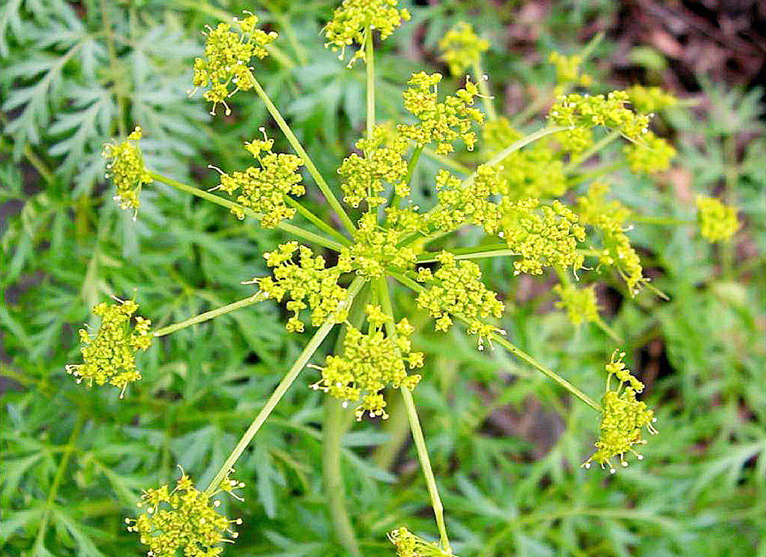 Biscuitroot (Lomatium dissectum and nudicaule)
