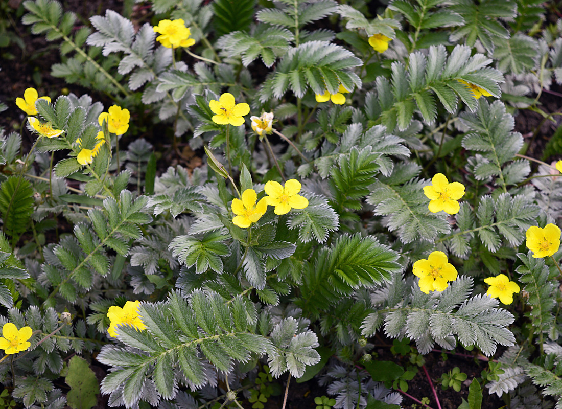 Pacific Silverweed Main Product Image