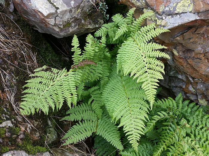 Spreading Wood Fern Native Plants For Sale Native Foods Nursery Spreading Wood Fern Native Plants For Sale Native Foods Nursery