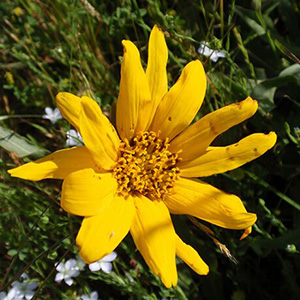 California Compassplant (Wyethia angustifolia)