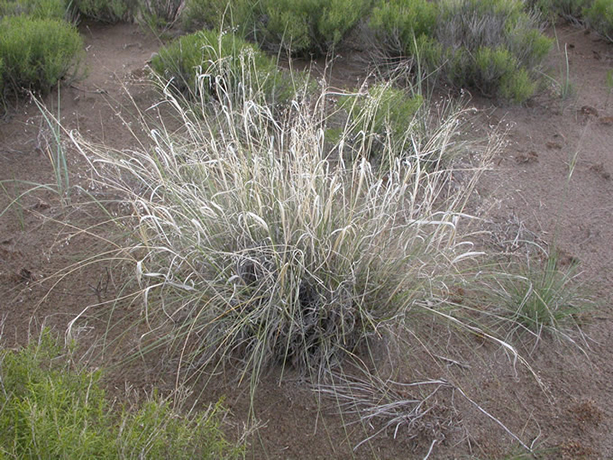 Indian Rice Grass  Dried Grasses & Flowers at