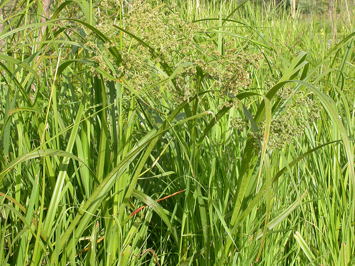 Panicled Bulrush plants