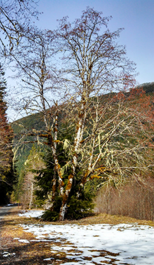 alder tree winter