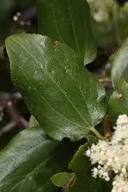 Snowbrush Ceanothus leave