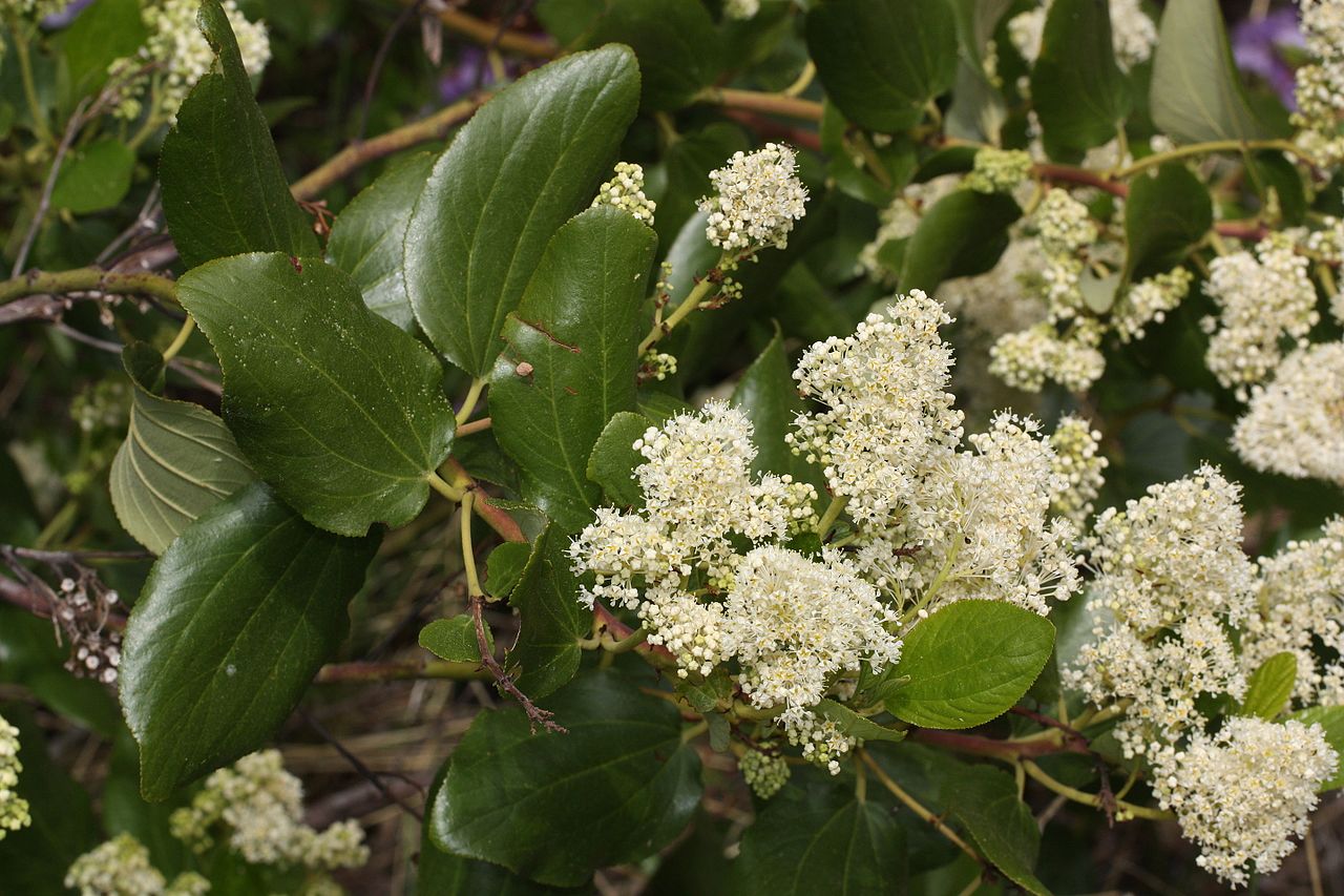Snowbrush Ceanothus native companion plants for sale